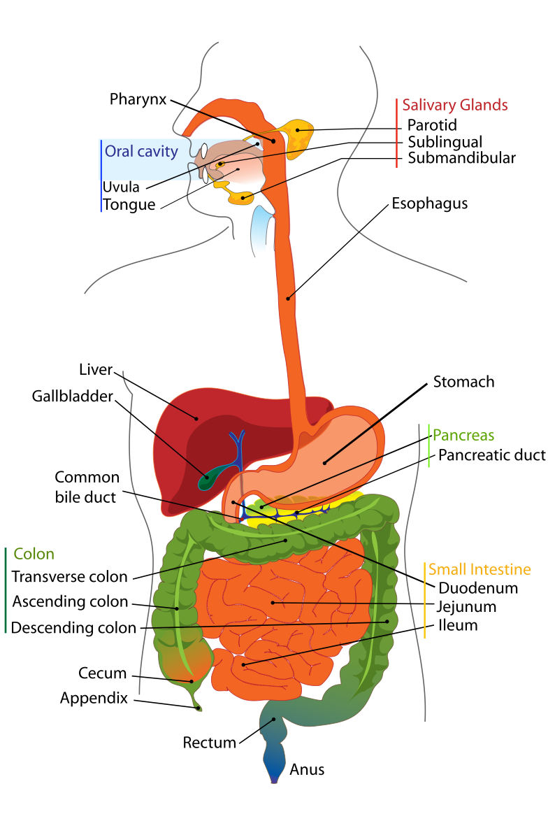 Beverly Hills Colonoscopy